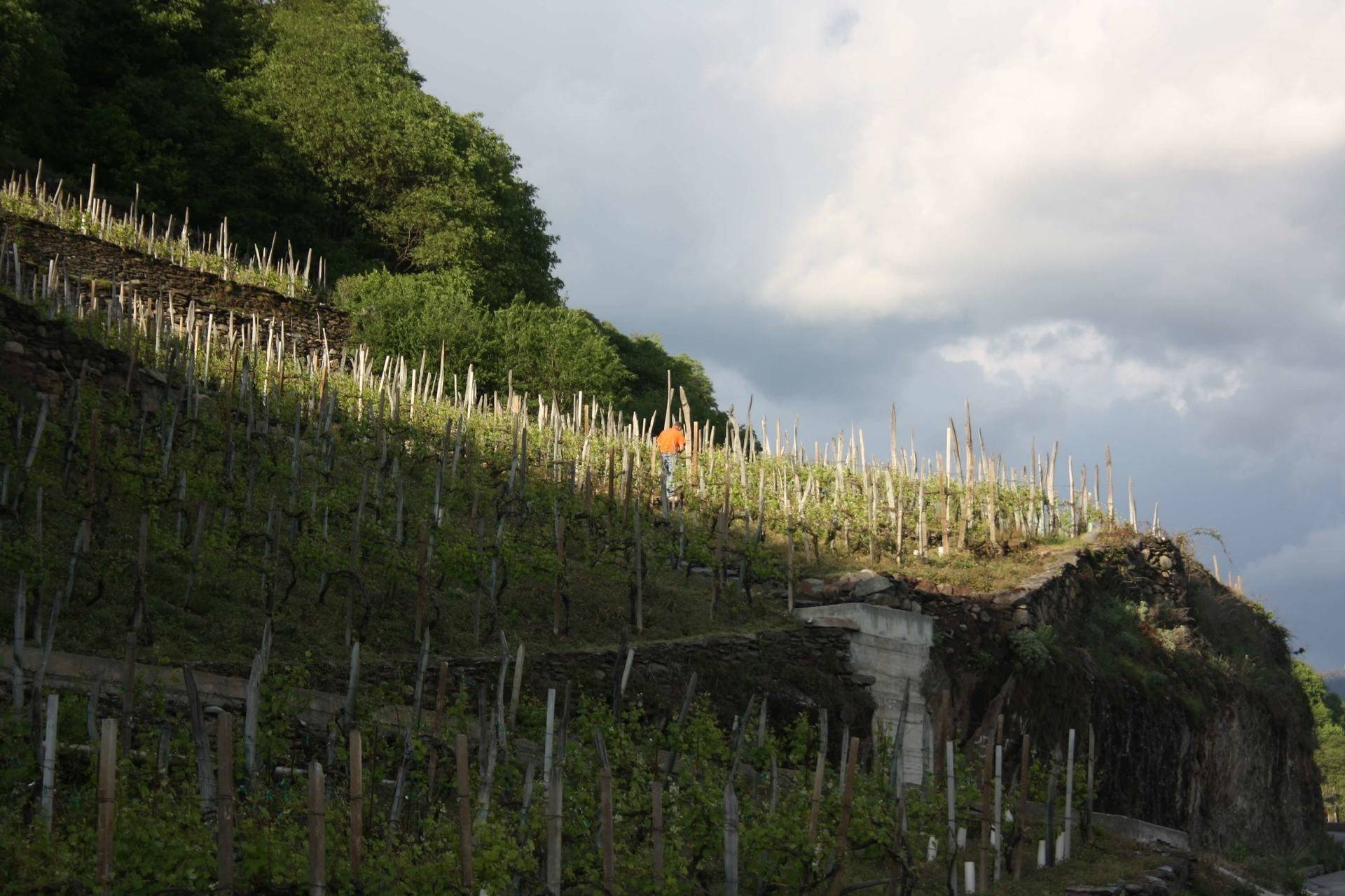 Vigneto in Valtellina