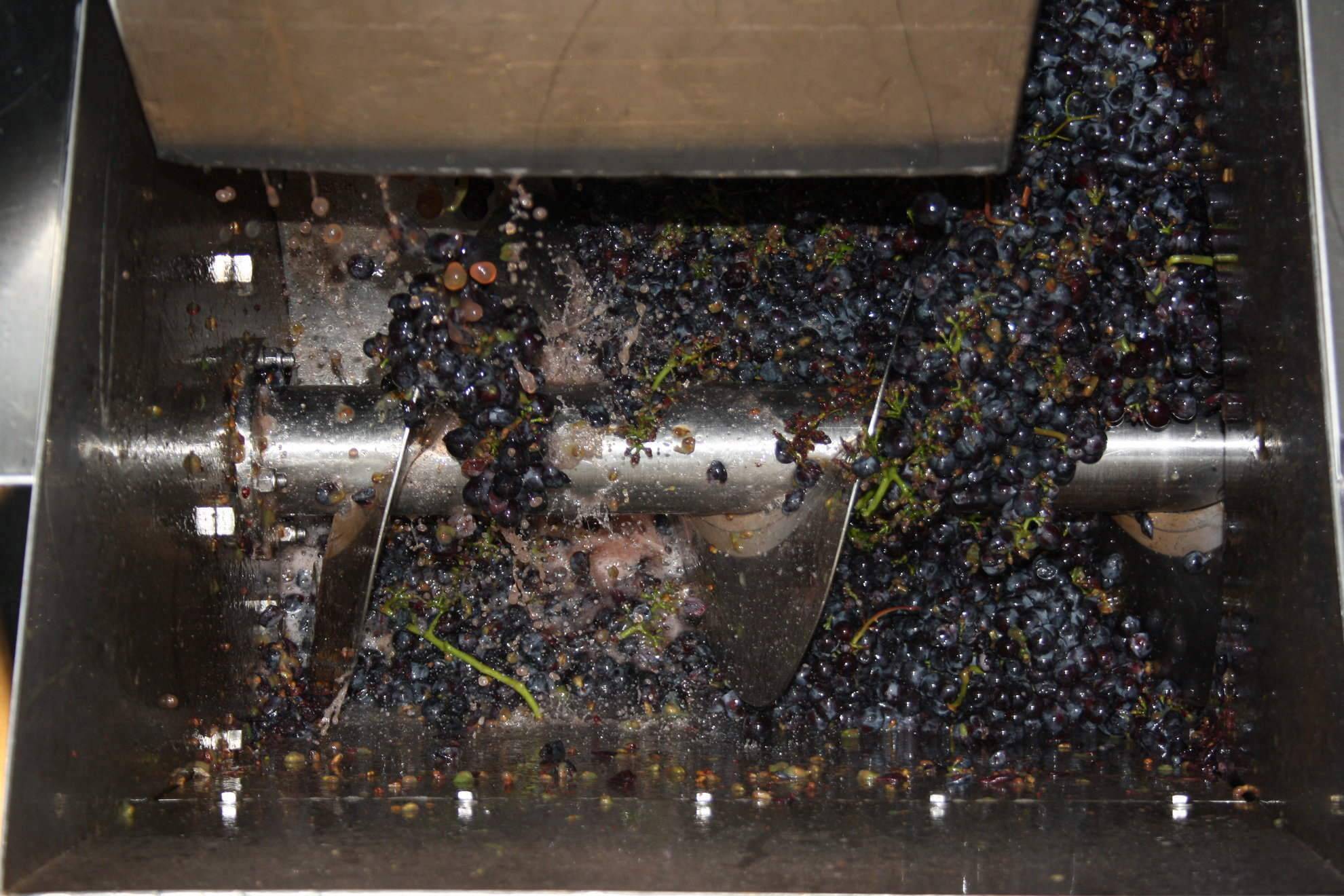 Pressing and fermentation of grapes