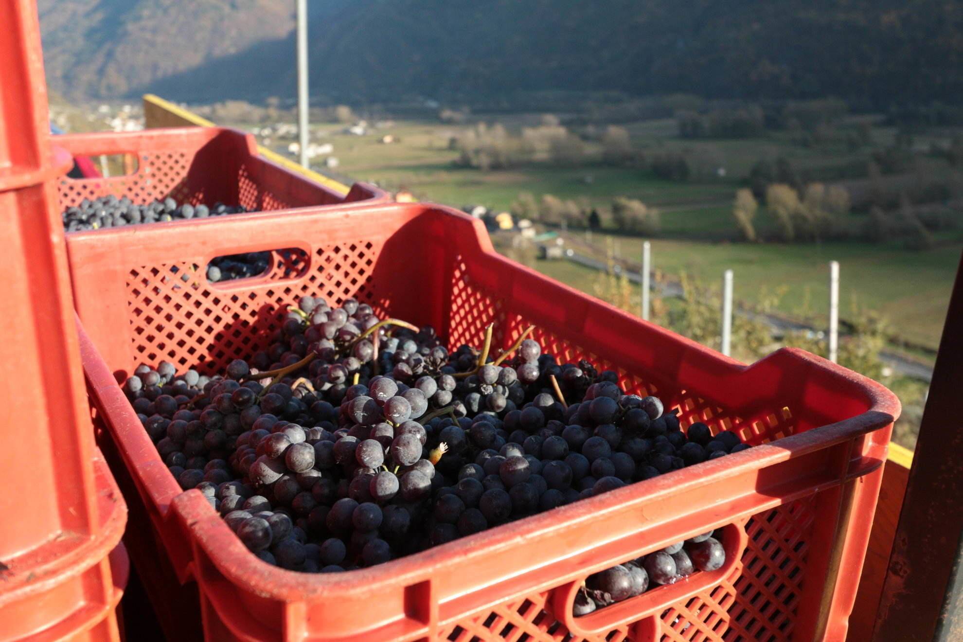 Grape harvest in Valtellina