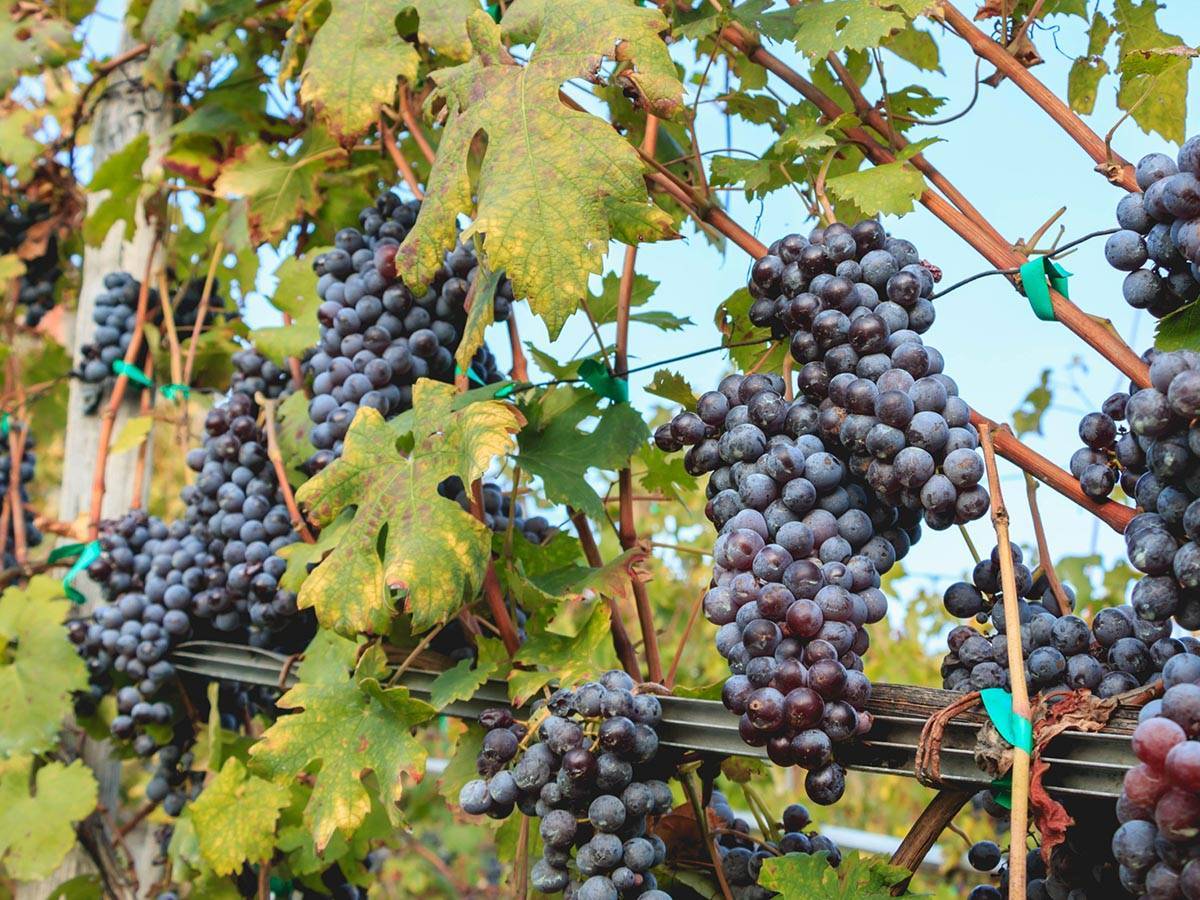 Vineyard in Valtellina