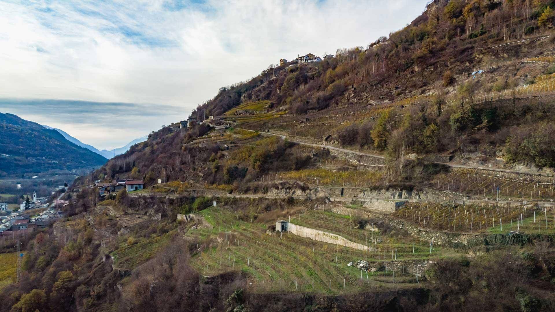 Terrazzamenti valtellinesi